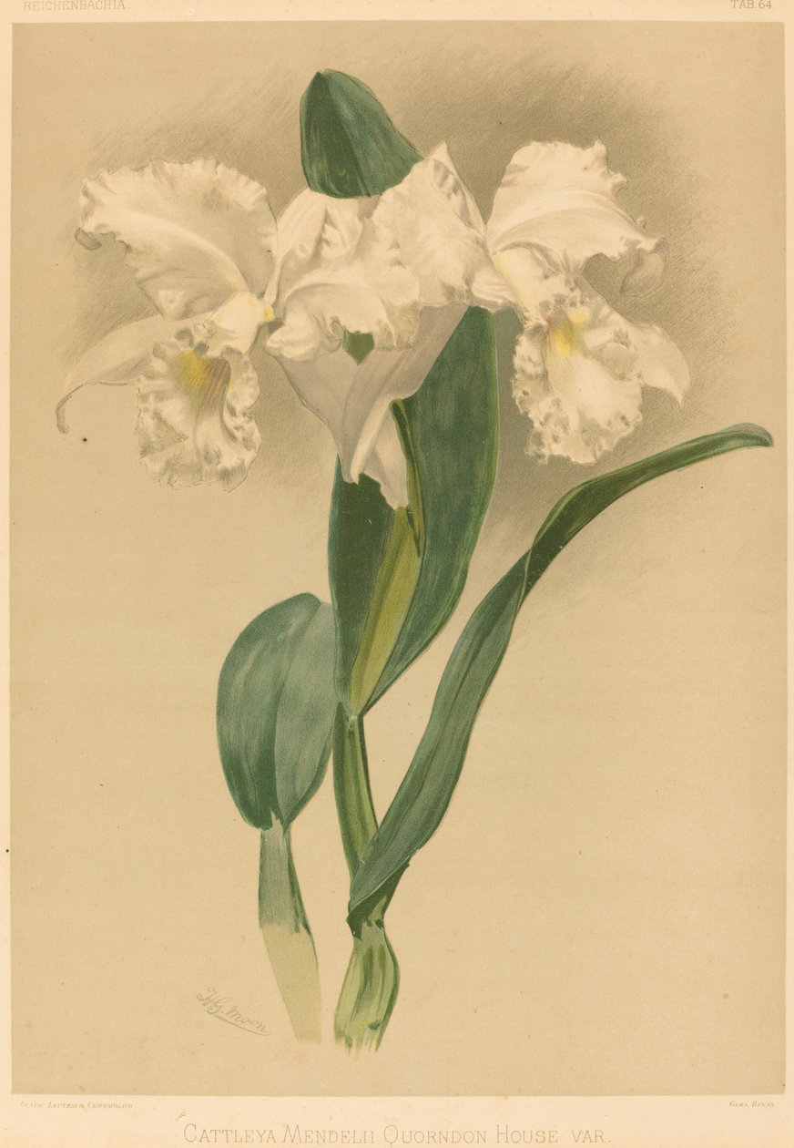 Cattleya Mendelii Quorndon House Var. av Gustav Leutzsch after Henry George Moon