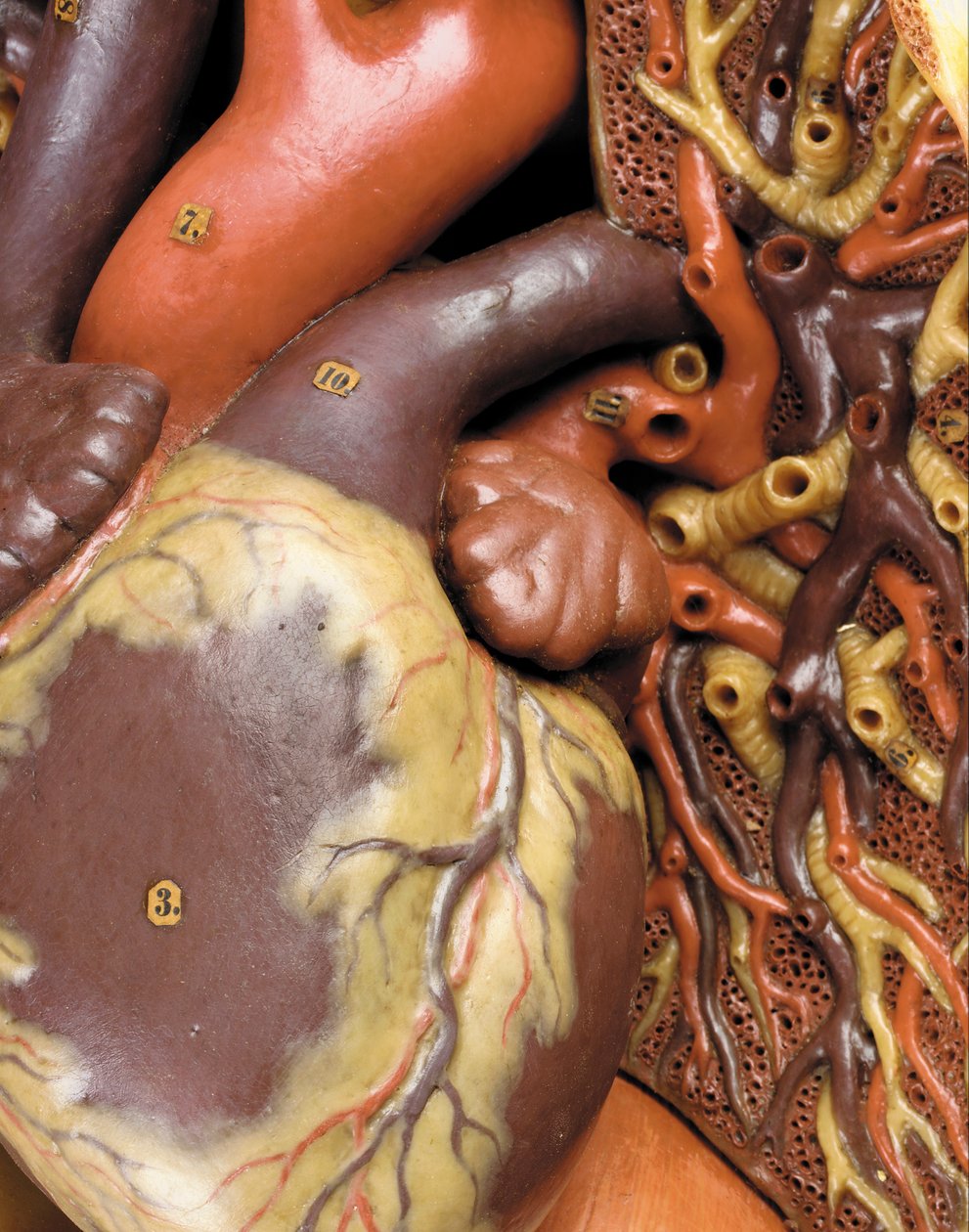 Detalj av en manlig anatomisk ekorchemodell som visar muskler, artärer och vener, cirkulationen och nervsystemet av Gustav Zeiller