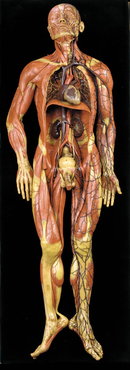 Manlig anatomisk ekorchemodell, som visar muskler, artärer och vener, cirkulationen och nervsystemet av Gustav Zeiller