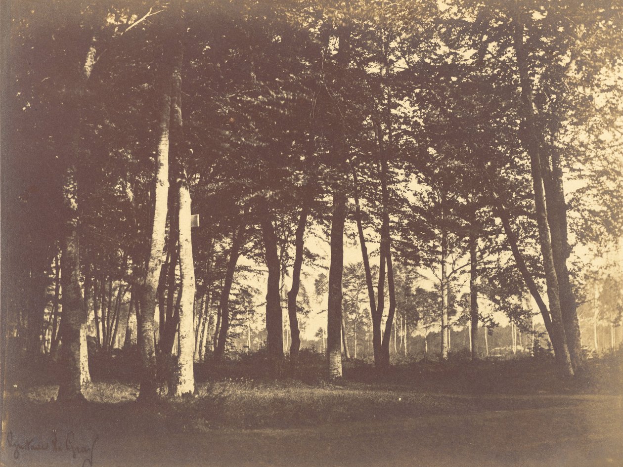 Undersökning av träd och stigar av Gustave Le Gray