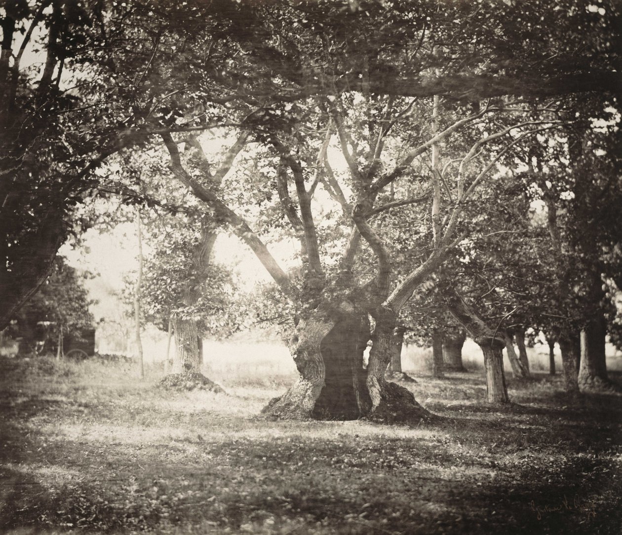 Träd, Fontainebleau -skogen av Gustave Le Gray