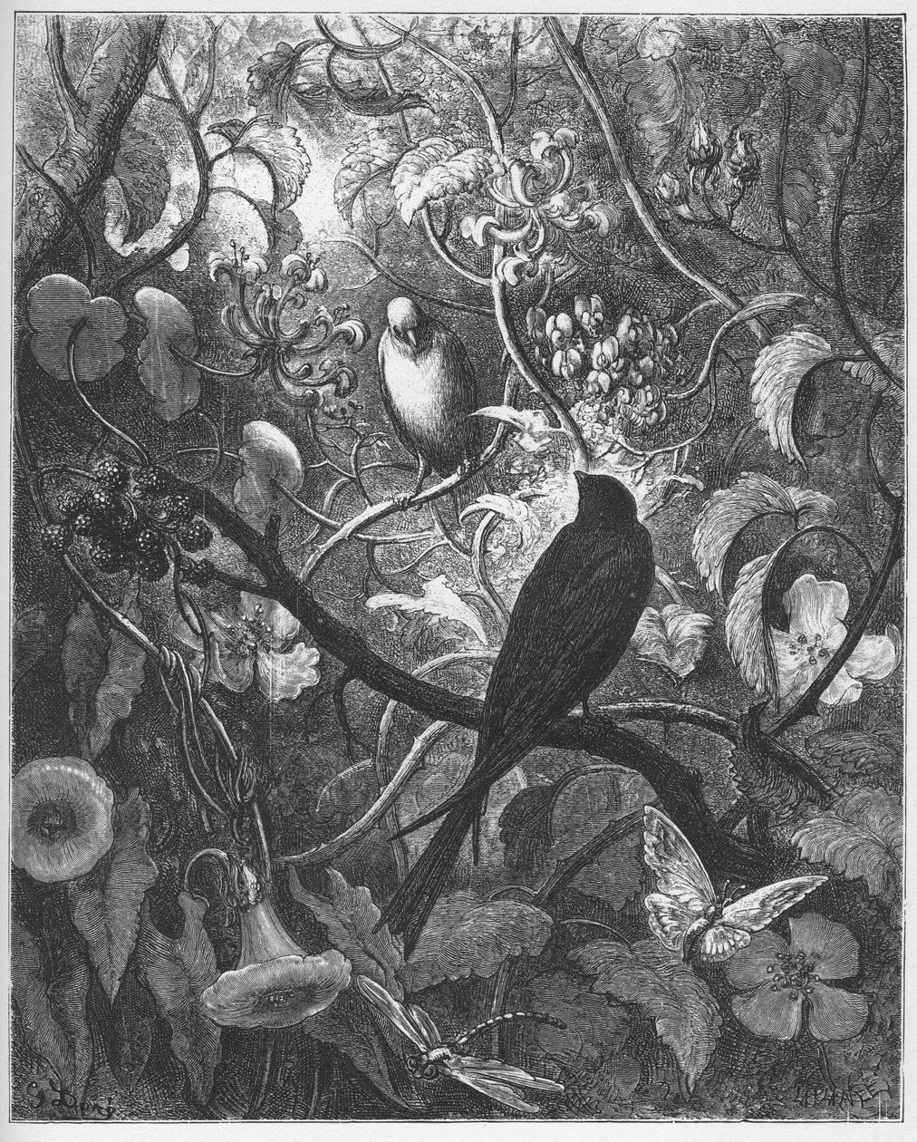 Philomele och Progne - från "Fables" av Jean de La Fontaine av Gustave Dore