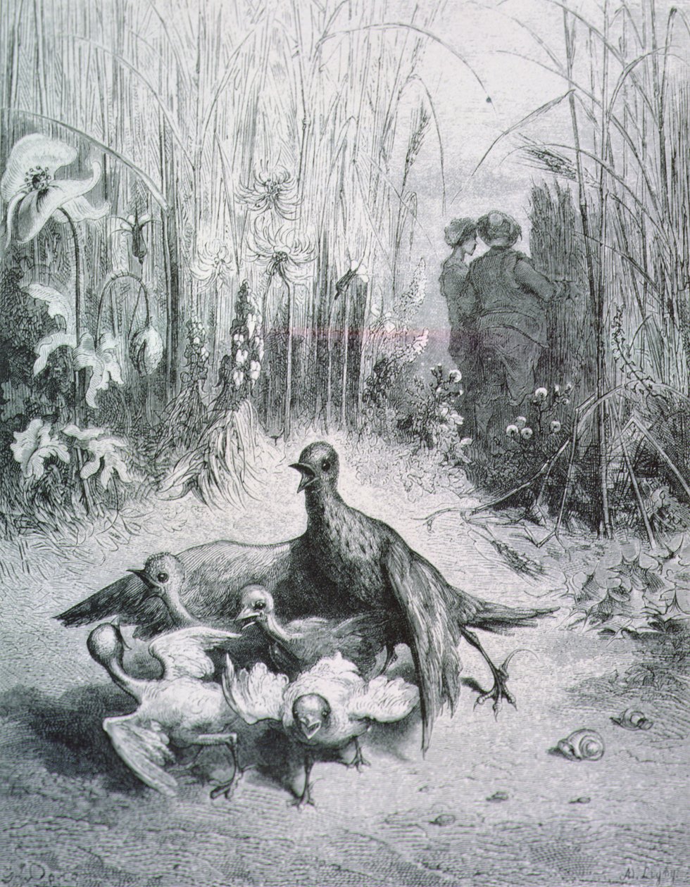 Lärkans fabel, hennes unga och fältets mästare, illustration till fablerna om La Fontaine rnrn av Gustave Dore