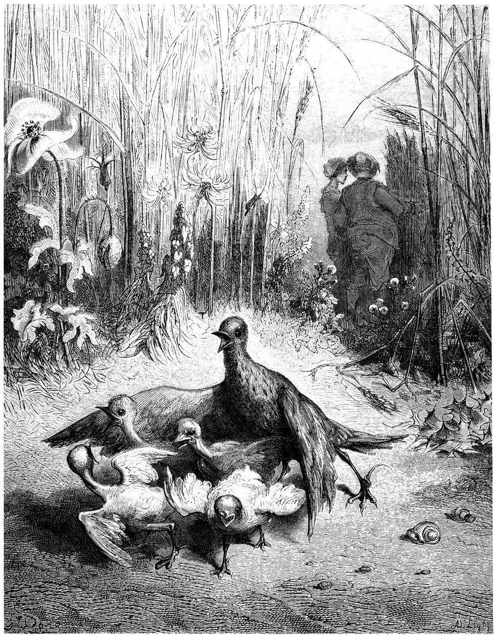 Lärkan och dess ungar med fältets herre: fabel av Jean de la Fontaine illustrerad av Gustave Dore - fåglar - av Gustave Dore