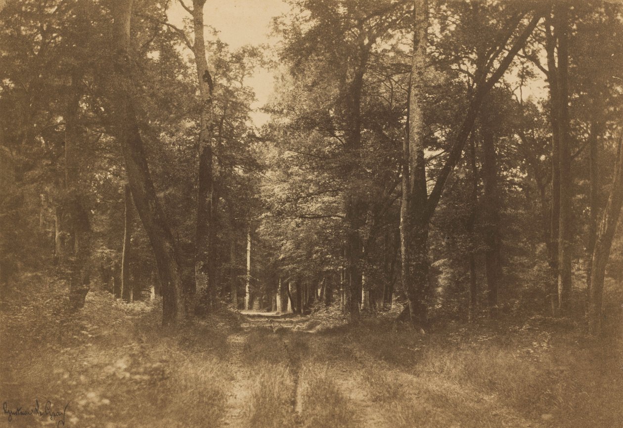 Bas-Bréau, Fontainebleauskogen,1849-1852 (foto) av Gustave Le Gray