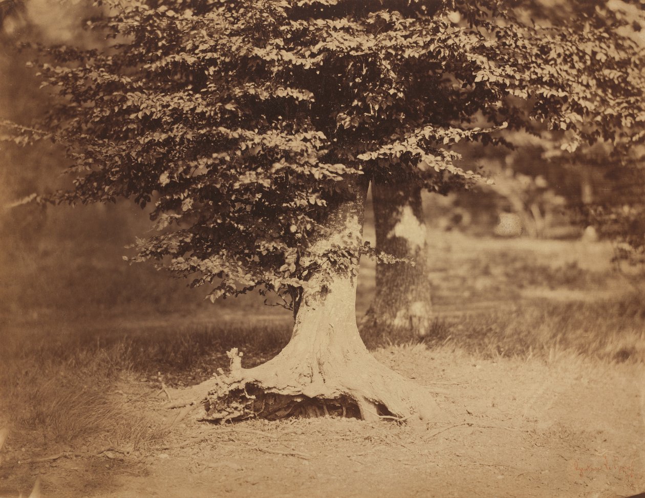 Bokträd, Fontainebleaus skog av Gustave Le Gray