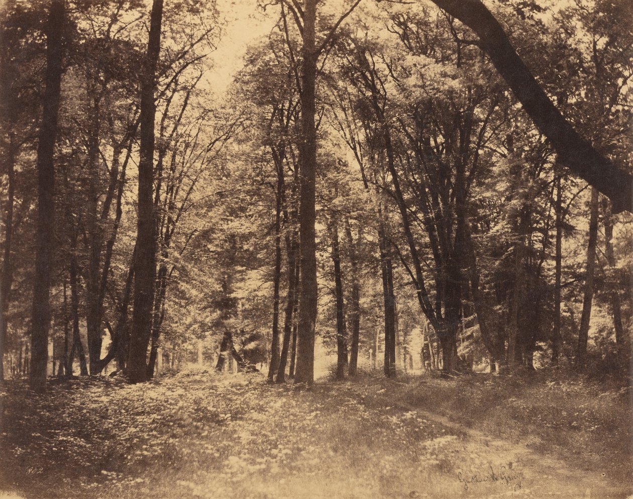 Skogsscen av Gustave Le Gray