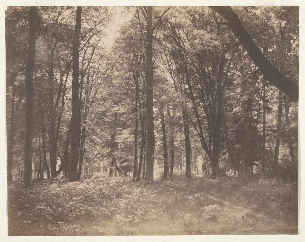 La forêt de Fontainebleau (Skogen vid Fontainebleau) av Gustave Le Gray