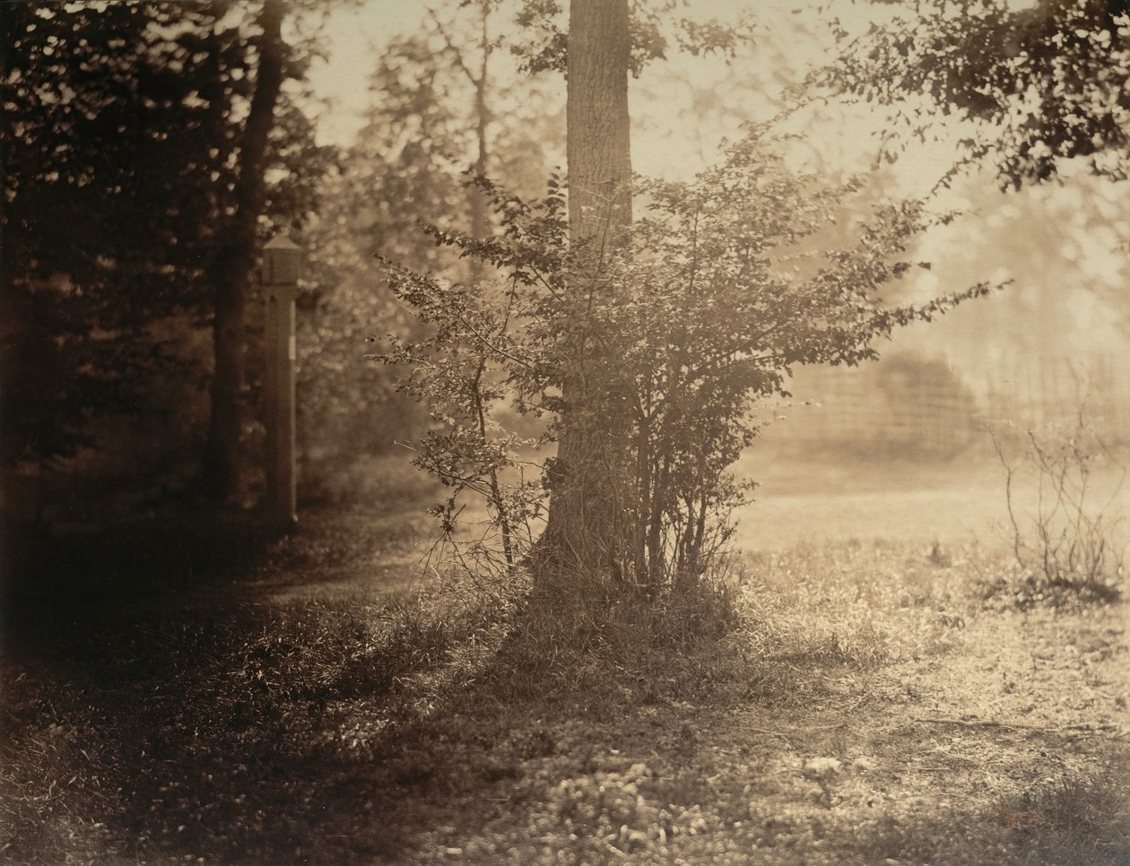 Trädstudie, Forest of Fontainebleau, ca. 1856. av Gustave Le Gray