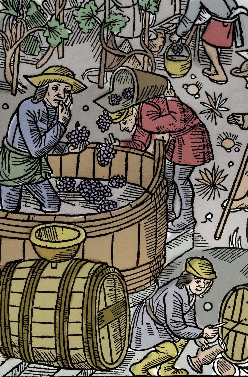 Skörd - druvskörd - Herdens kalender - Månadernas arbete - Oktober - Träsnitt från boken från 1496 tryckt av Guy Marchant (Guido Mercator) i Troyes - Trästick i "" Le grand Calendrier et compost des shepherds"" - Skörden - och th av Guy Marchant