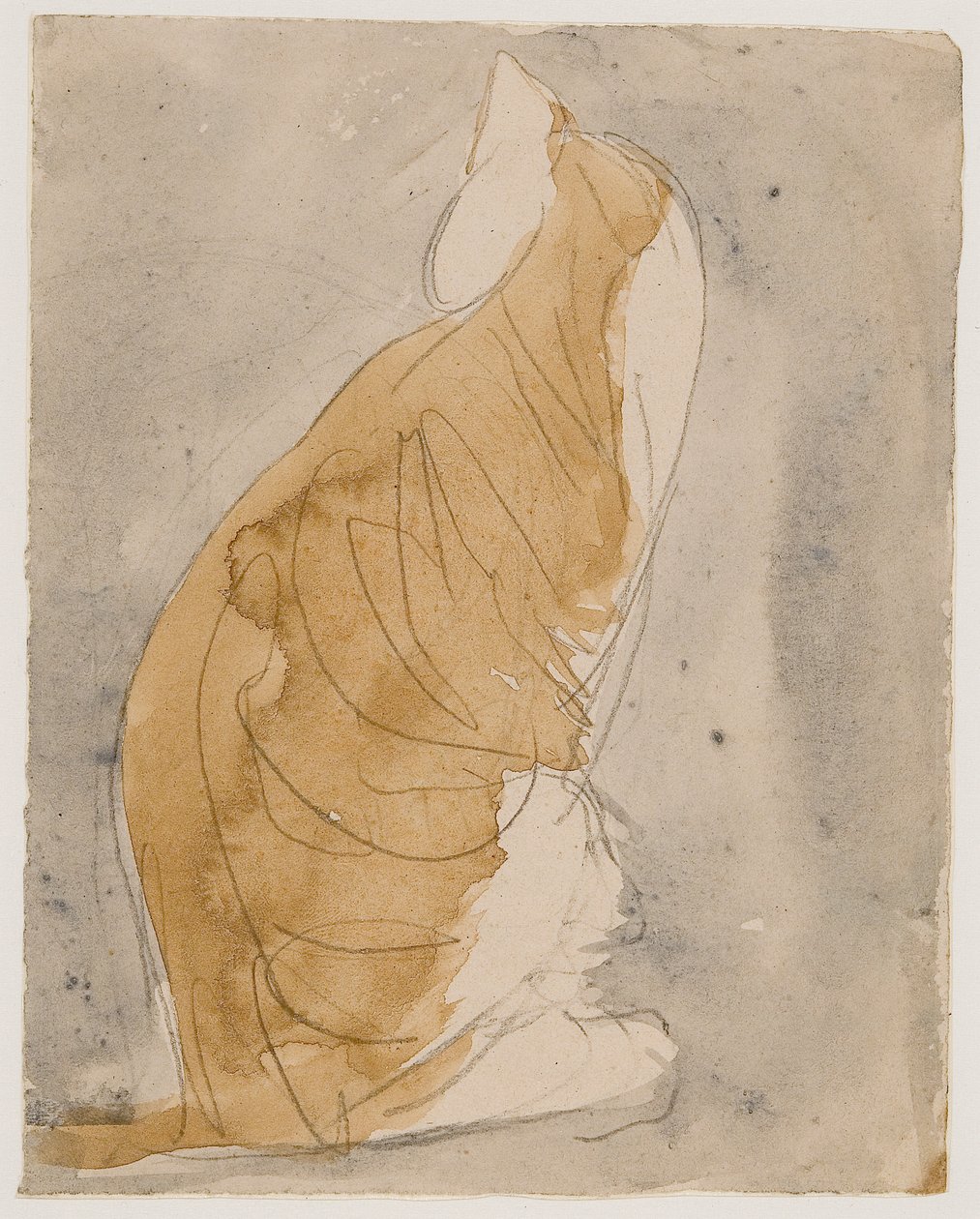 Studie av en katt (akvarell  blyerts på papper) av Gwen John