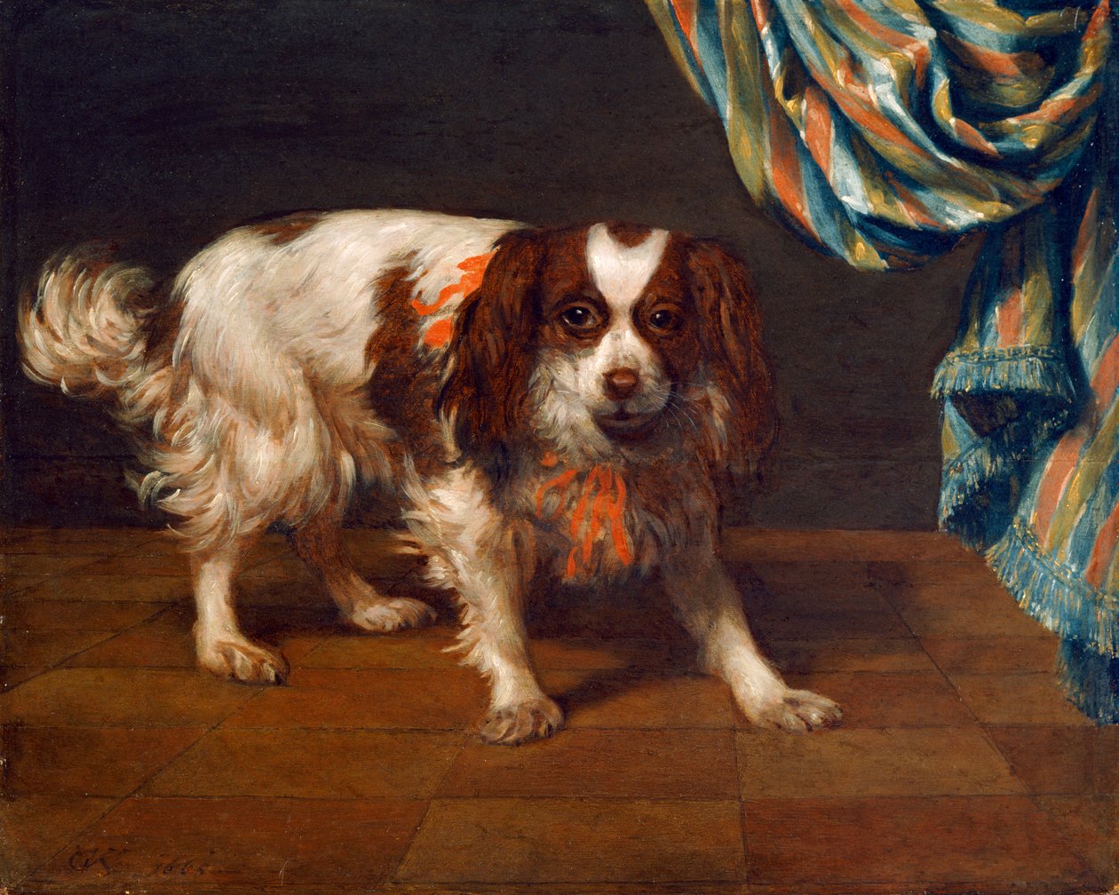 En King Charles Spaniel (olja på panel) av Gysbert van de Kuyl