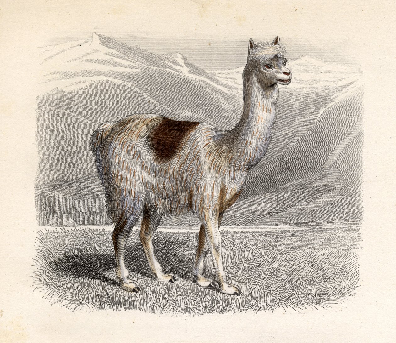 Lamaen, graverad av E. Ramus av H. Gobin