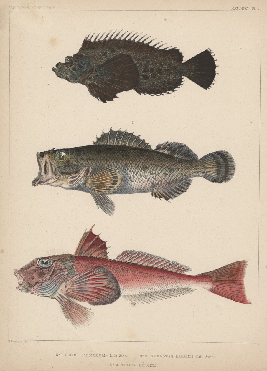 1. Pelor Japonicum, 2. Sebastes Inermis och 3. Trigla Burgeri, 1855 av H. Patterson