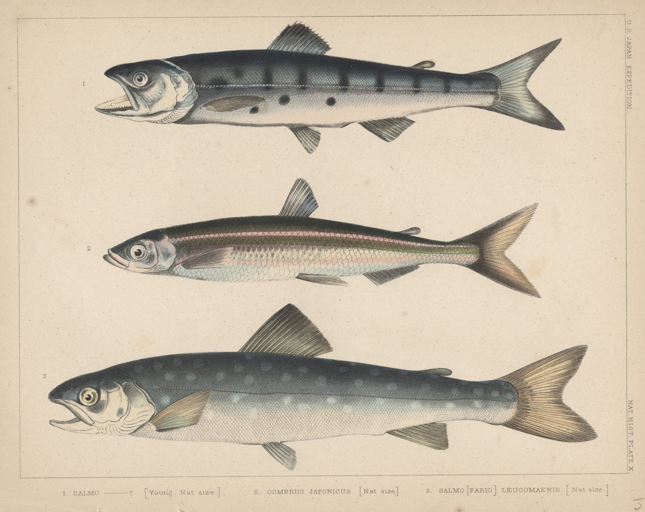 1. Lax, 2. Osmerus Japonicus, 3. Salmo (Fario) Leucomaenis, 1855 av H. Patterson