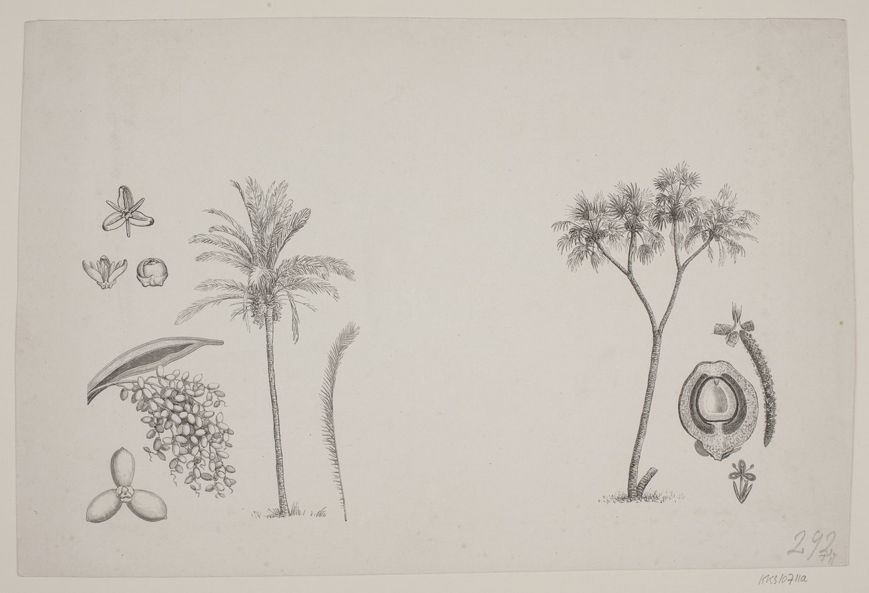 Botaniskt blad från Schouws skrifter av H. C. Henneberg