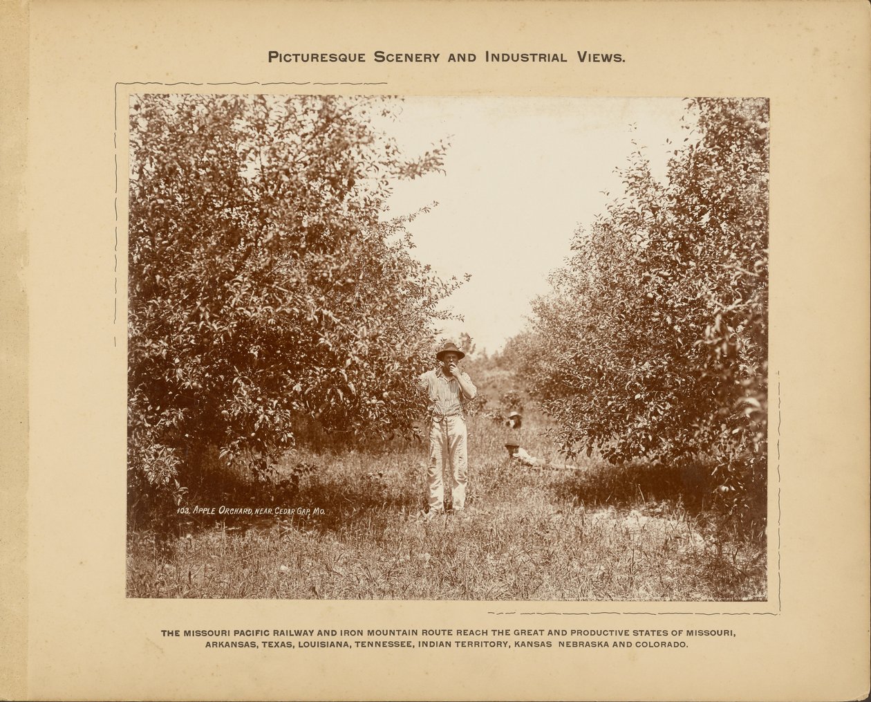 Äppelodling, nära Cedar Gap, Missouri av H. C. Townsend