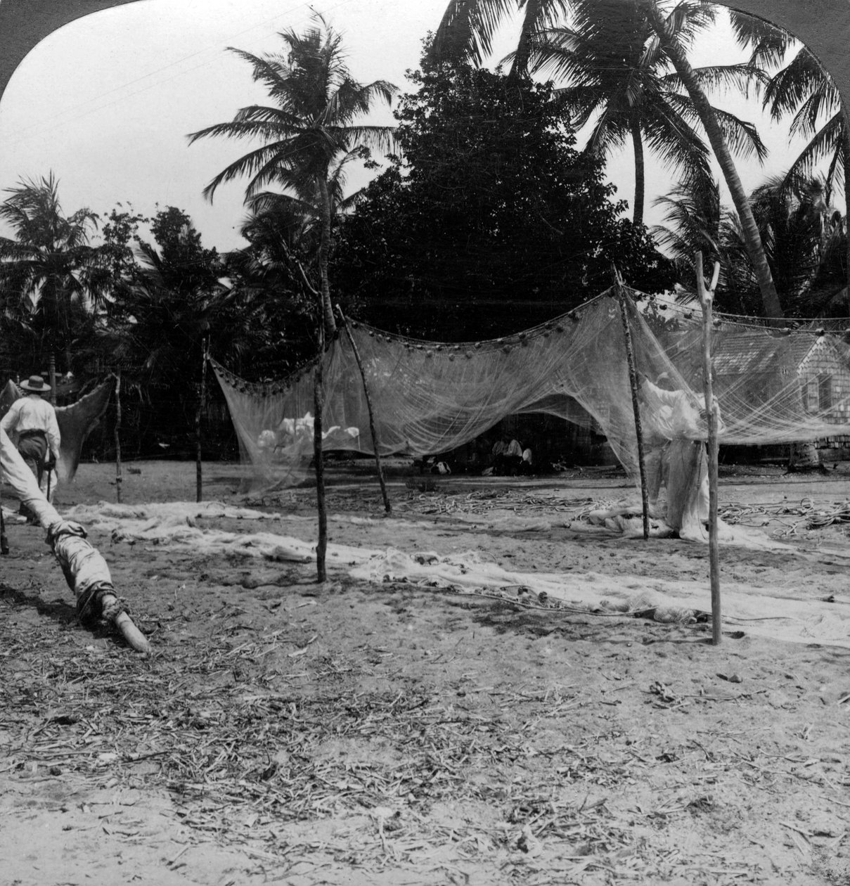 Fiskare som torkar sina nät på stranden, Basseterre, St Christopher, Västindien. av H. C. White