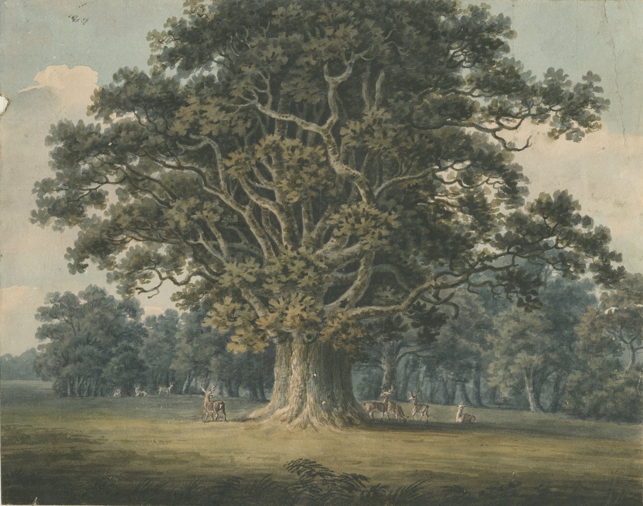 Needwood - Swipcar Oak: akvarellmålning och [tidigt 1800-tal] av H Moore