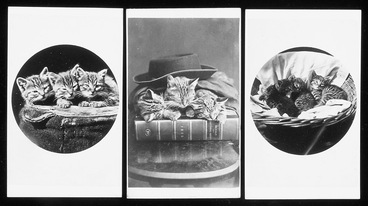 The Brighton Cats, visitkort, 1860-tal av H. Pointer
