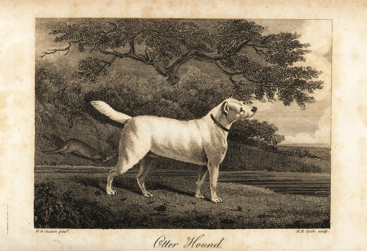 Porträtt av den sista kvarvarande Otter Hound i Storbritannien 1812, ägd av Hon av H. R. Cook