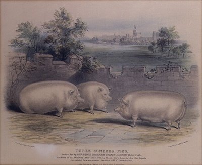 Tre prisgrisar uppfödda av Prince Albert på Windsor Castle, (graverade av H. Stafford (fl.1829) 1843 av H. Strafford