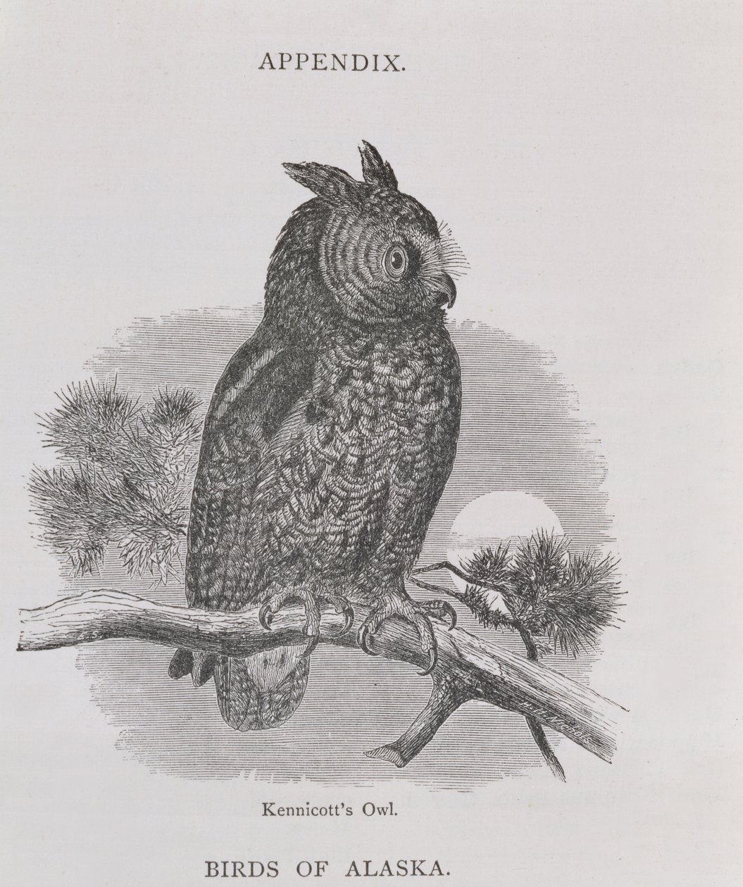Kennicotts Owl, från Alaska och dess resurser, av William H. Dall, graverad av H. H. Nicholls, pub. 1870 av H. W., Elliot