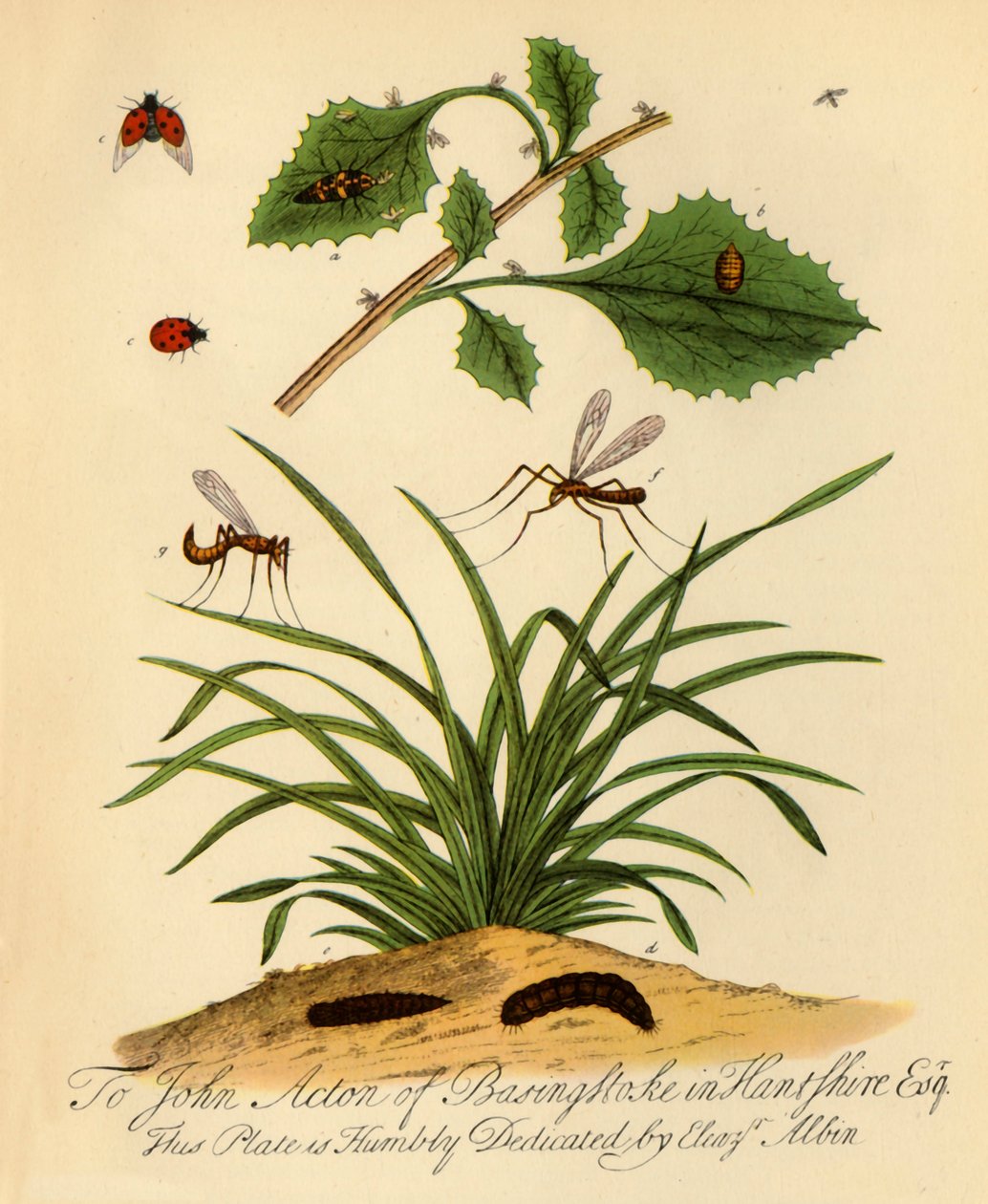 "Nyckelpiga och pappa-långa ben: Coccinella och Tipula oleracea", 1720, 1945. av Halett
