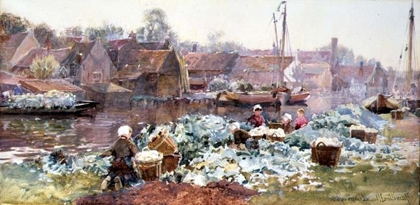 Blomkål för betning av Hamilton Macallum