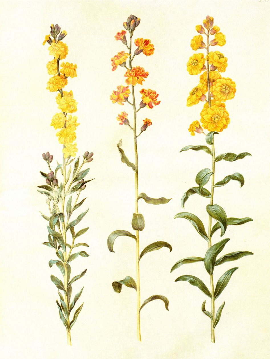Cheiranthus cheirii, gouache on vellum, in: Gottorfer Codex av Hans Simon Holtzbecker