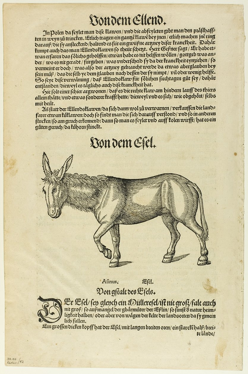 Illustration från "Thierbuch", plansch 42 från Träsnitt ur böcker från 1500-talet av Hans Asper