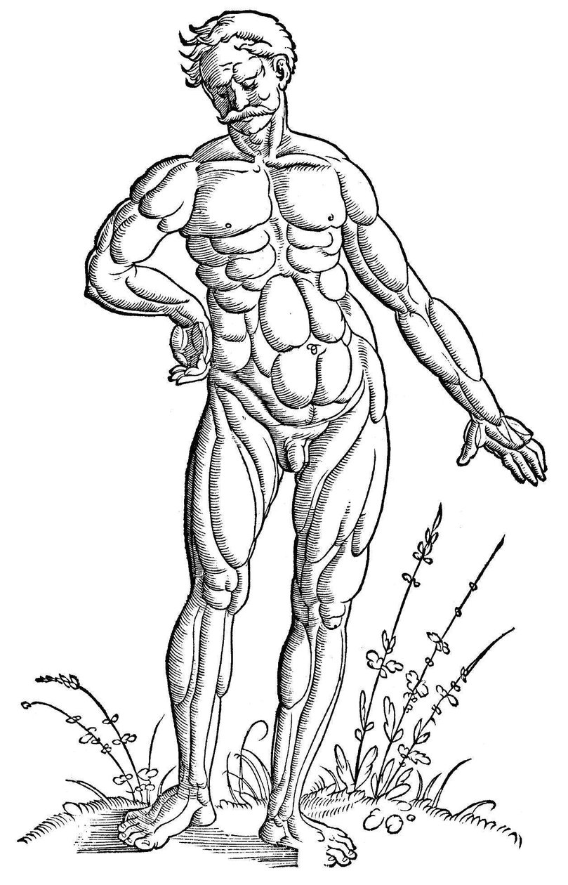 Baldung - Anatomi - Människa av Hans Baldung Grien