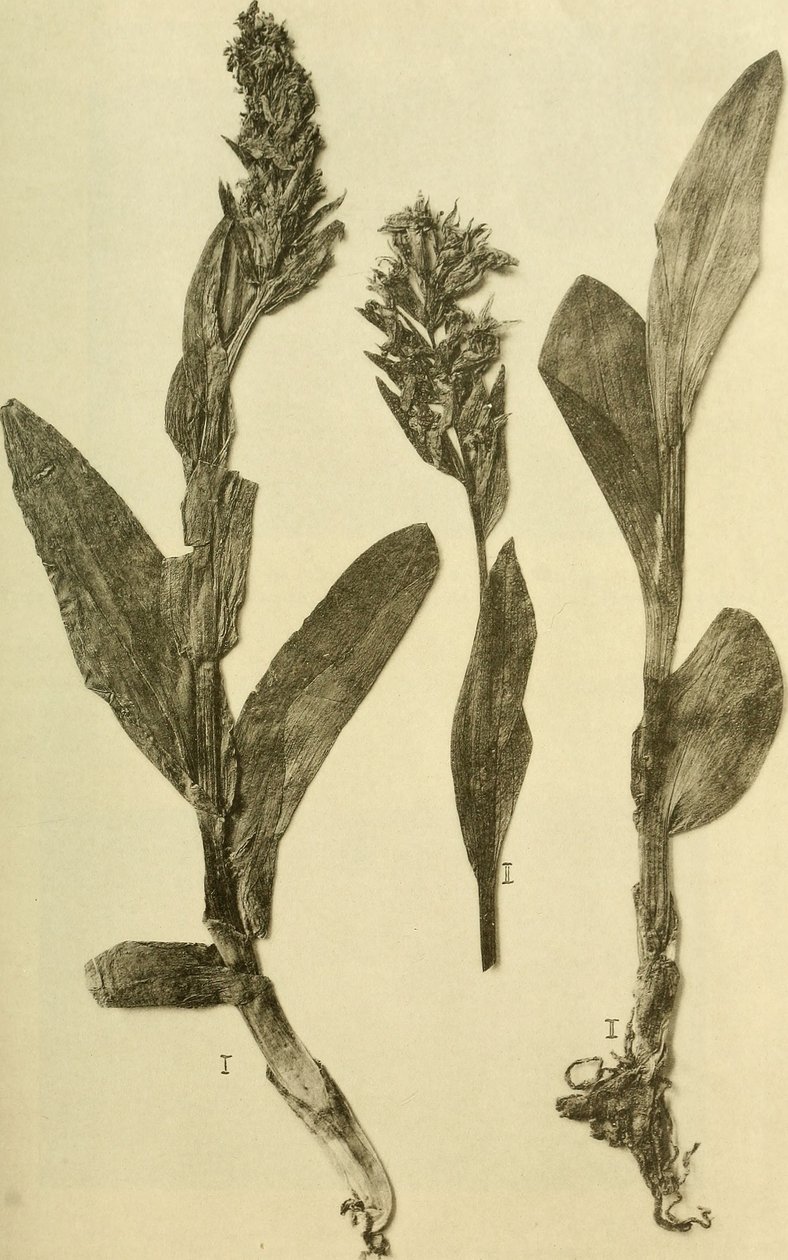 Annaler från K.K. Naturhistoriska hovmuseet (1914) (18196503932) av Hans Fleischmann
