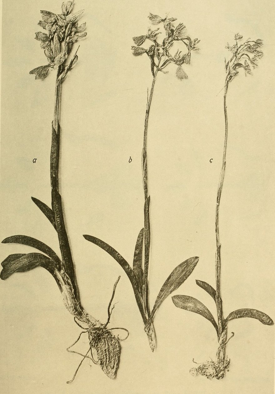 Annaler från K.K. Naturhistoriska hovmuseet (1914) (18201357971) av Hans Fleischmann
