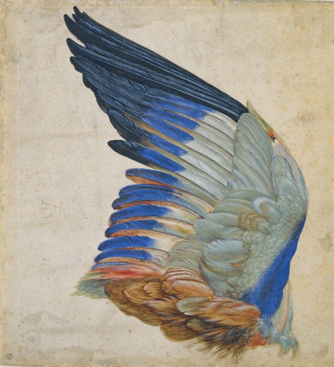 Wing of a Blue Roller, kopia av ett original av Albrecht Durer från 1512 av Hans Hoffmann