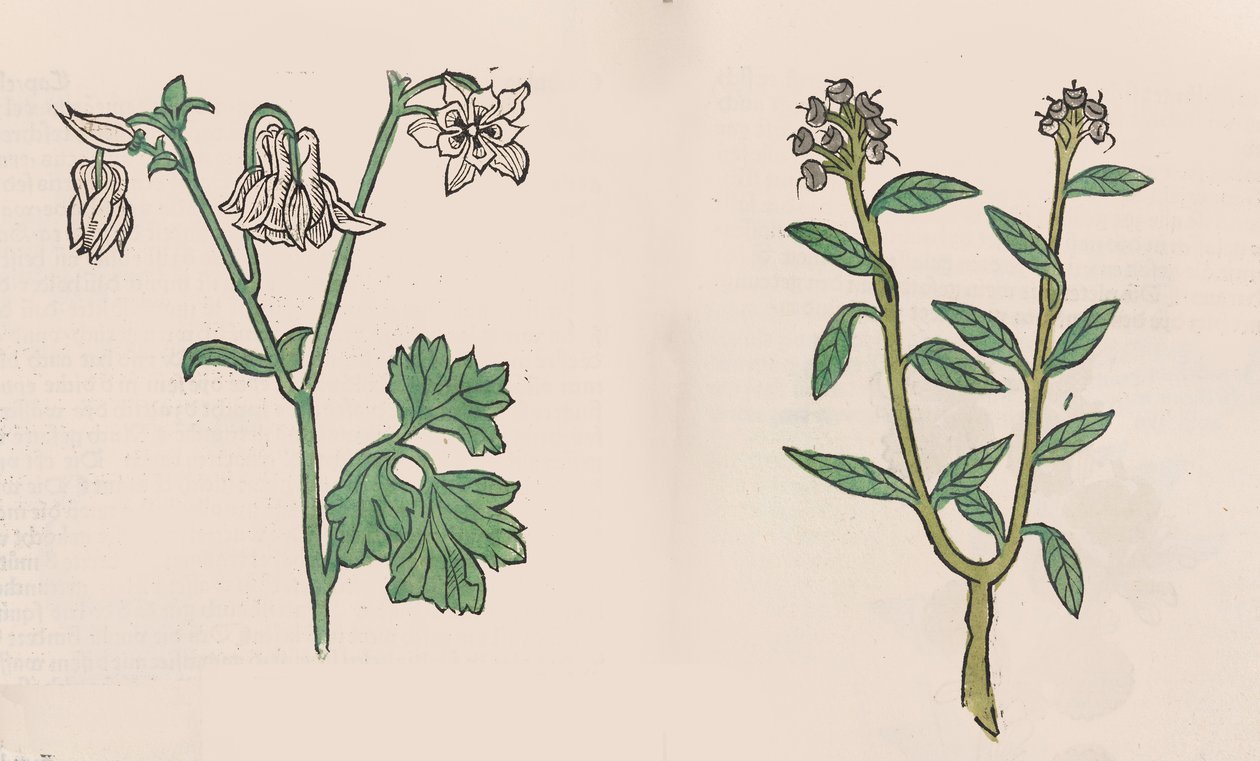 Herbarius - Gart der gesuntheit - Hälsens trädgård, 1485. av Hans Schönsperger