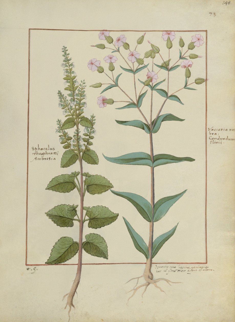 Fr. Fv VI #1 fol.148r Illustration från Book of Simple Medicines av Mattheaus Platearius (d.c.1161) c.1470 av Hans Sichelbein Sichelbein