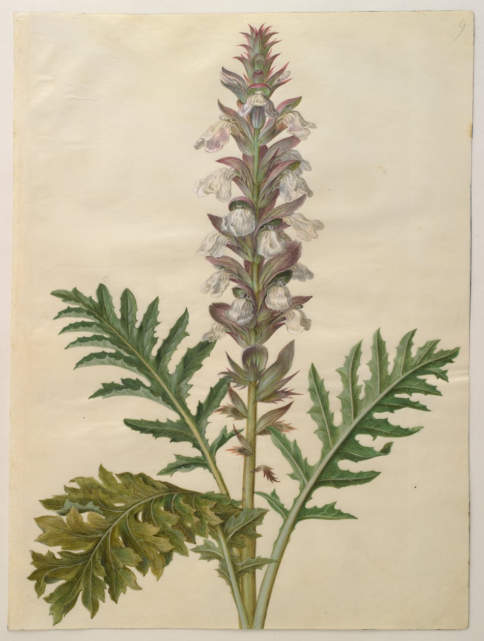 Acanthus mollis från albumet Gottorfer Codex, c.1650 (gouache på pergament) av Hans Simon Holtzbecher