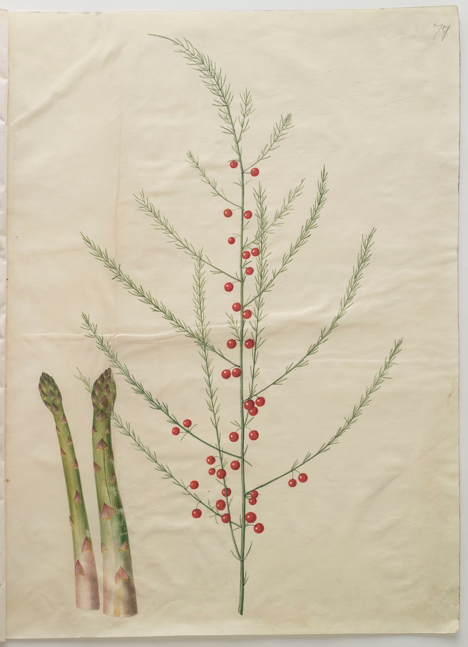 Asparagus officinalis från albumet Gottorfer Codex, c.1650 (gouache på pergament) av Hans Simon Holtzbecher