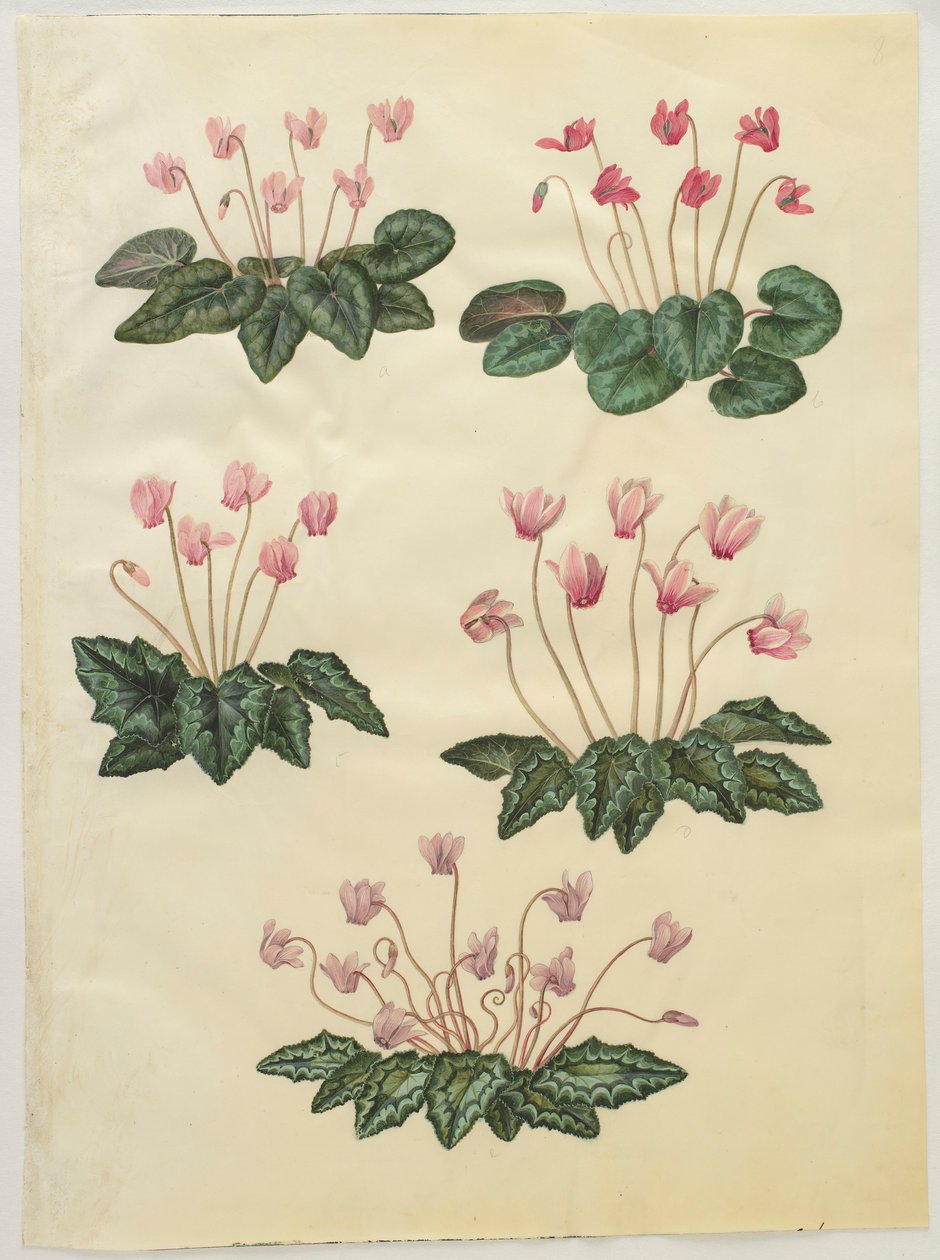 Cyclamen purprascens från albumet Gottorfer Codex, c.1650 (gouache på pergament) av Hans Simon Holtzbecher