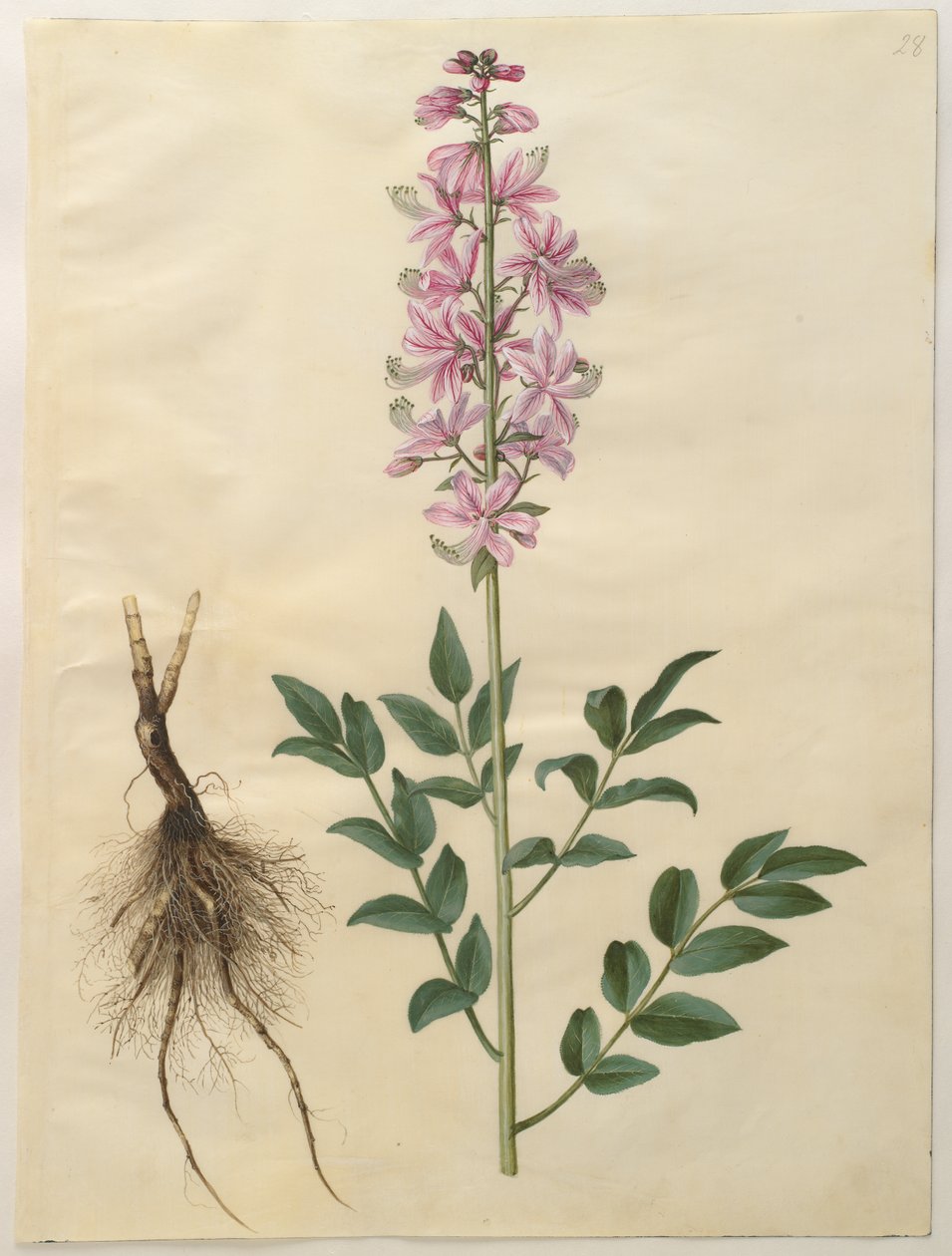 Dictamnus albus från albumet Gottorfer Codex, c.1650 (gouache på pergament) av Hans Simon Holtzbecher