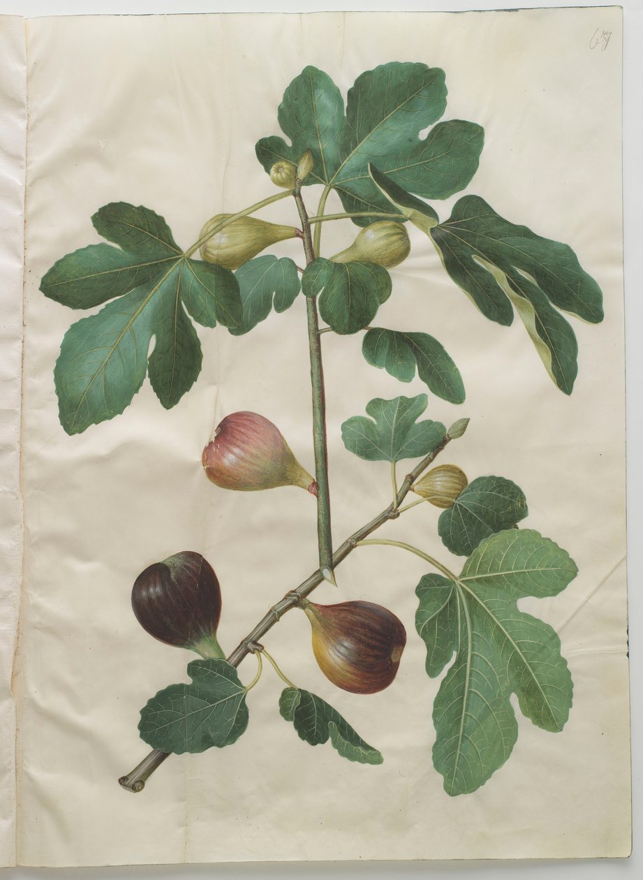 Ficus carica från albumet Gottorfer Codex, c.1650 (gouache på pergament) av Hans Simon Holtzbecher