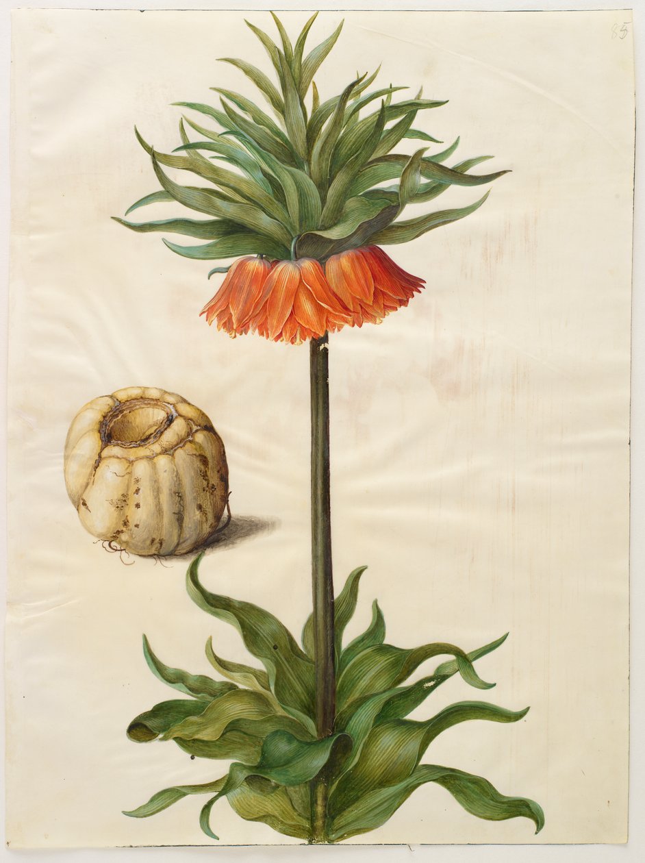 Fritillaria imperialis från albumet Gottorf Codex, c.1650 (gouache på pergament) av Hans Simon Holtzbecher