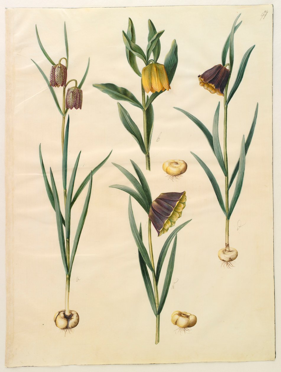 Fritillaria meleagris från albumet Gottorf Codex, c.1650 (gouache på pergament) av Hans Simon Holtzbecher