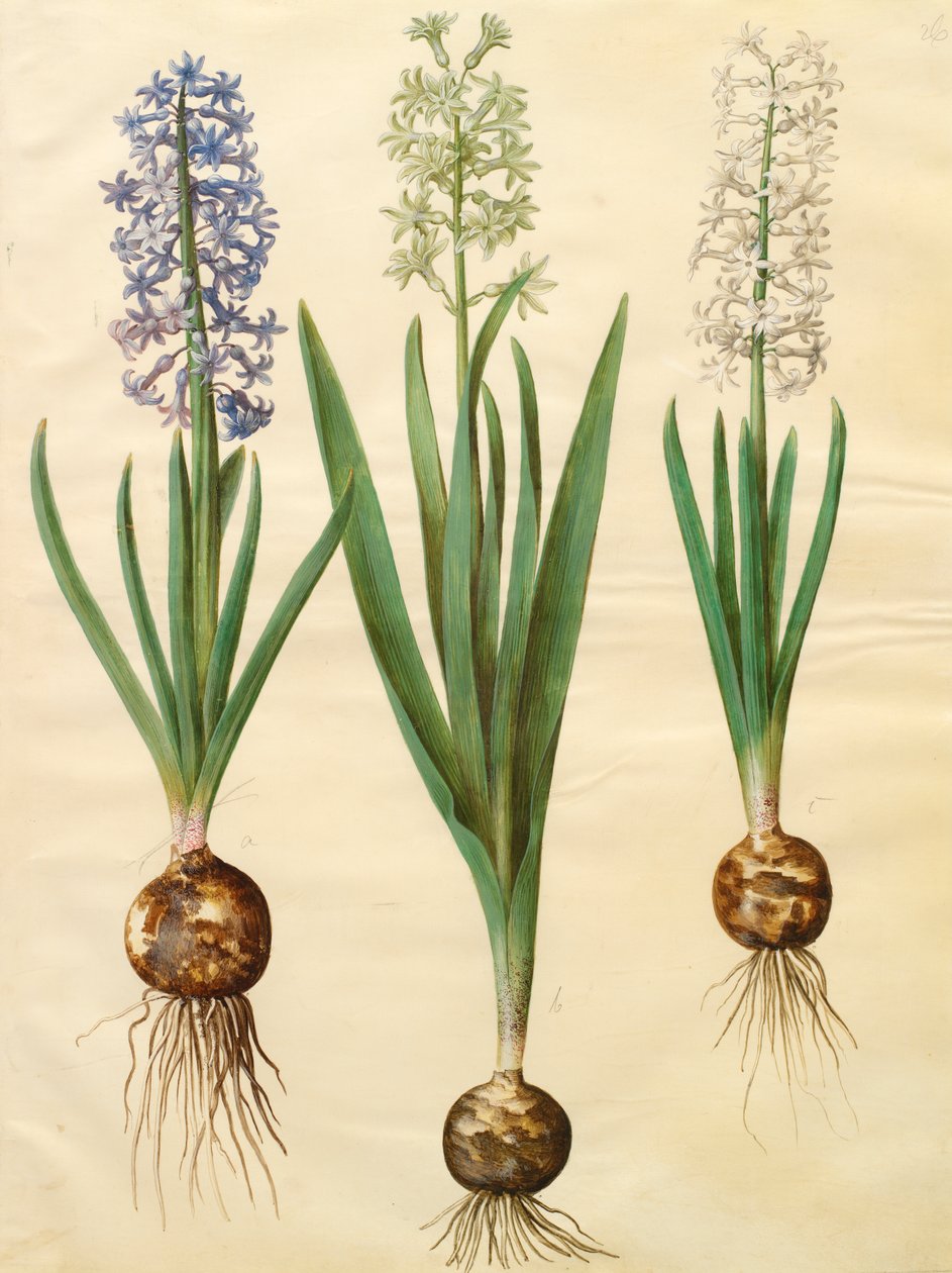 Hyacinthoides orientalis från albumet Gottorfer Codex, c.1650 (gouache på pergament) av Hans Simon Holtzbecher