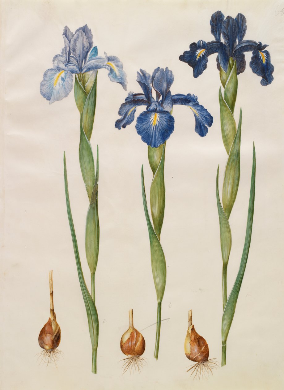 Iris xiphiodes från albumet Gottorfer Codex, c.1650 (gouache på pergament) av Hans Simon Holtzbecher