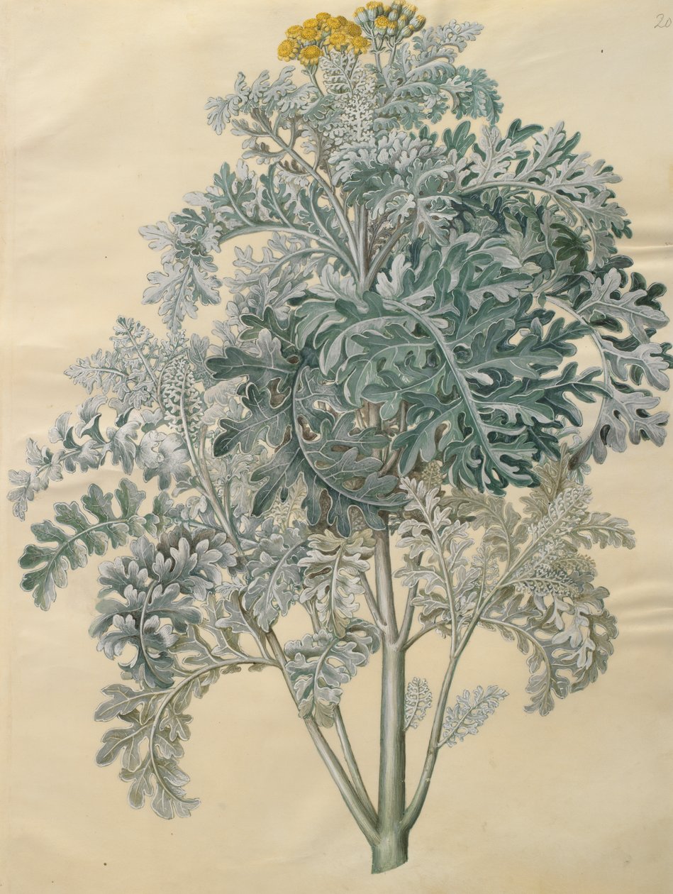 Jacobaea maritima från albumet Gottorfer Codex, c.1650 (gouache på pergament) av Hans Simon Holtzbecher