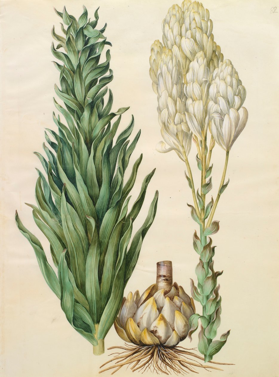 Lilium candidum monstrosum från albumet Gottorfer Codex, c.1650 (gouache på pergament) av Hans Simon Holtzbecher