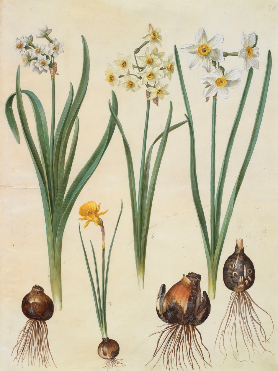 Narcissus tazetta, narcissus orientalis och corbularia bulbocodium från albumet Gottorfer Codex, c.1650 (gouache på pergament) av Hans Simon Holtzbecher