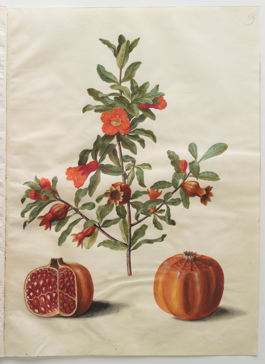Punica granatum från albumet Gottorfer Codex, c.1650 (gouache på pergament) av Hans Simon Holtzbecher